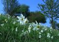 Narcissus poeticus